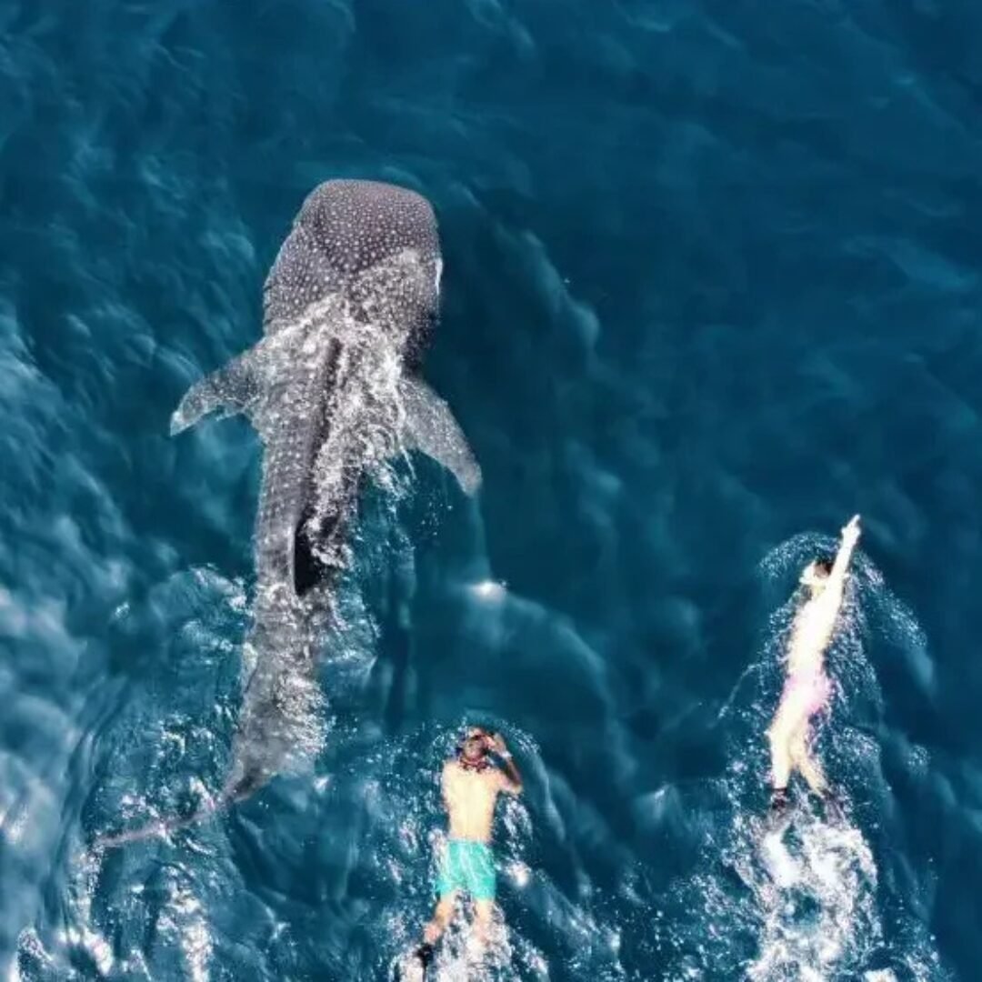 SNORKELING TRIPS