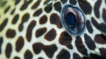 Closeup-with-a-Spotted-Moray-Eel