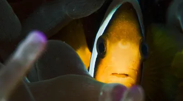 Finding-Nemo-in-Oman-Waters