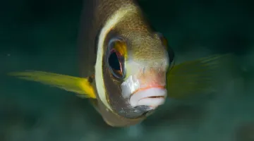 Marine-Life-of-Oman
