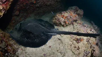 Massive-Sting-Ray-in-Oman