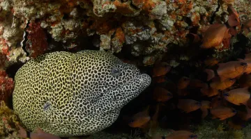 Moray-Eel-Looking-Up-in-Oman-Waters