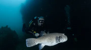 Scuba-Diving-with-Puffer-Fish-scaled