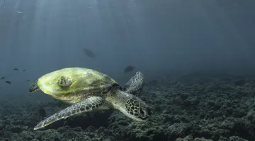 Turtle-Swimming-in-Dimaniyat-Islands-scaled