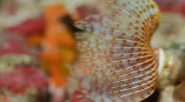 Vibrant-Marine-Life-in-Oman