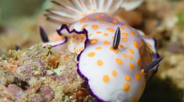 Vibrant-Sea-Slug-in-Oman