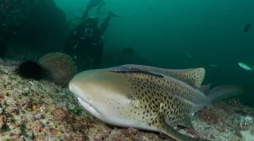 Zebra-Shark-in-Oman